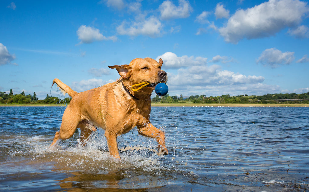 Does my dog have Joint Pain, Discomfort or Mobility Issues? How would you know as they can't tell you. . .can they?