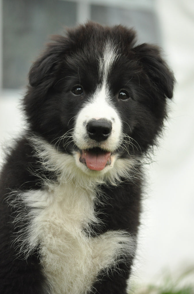 The Fascinating History of Collies: Did you know? The word 'Collie' may originate from the old Gaelic word for ‘Useful’.
