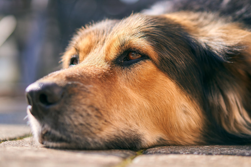 Why Protein is Key to Your Senior Dog’s Health: 10 Easy Ways to Boost Their Diet