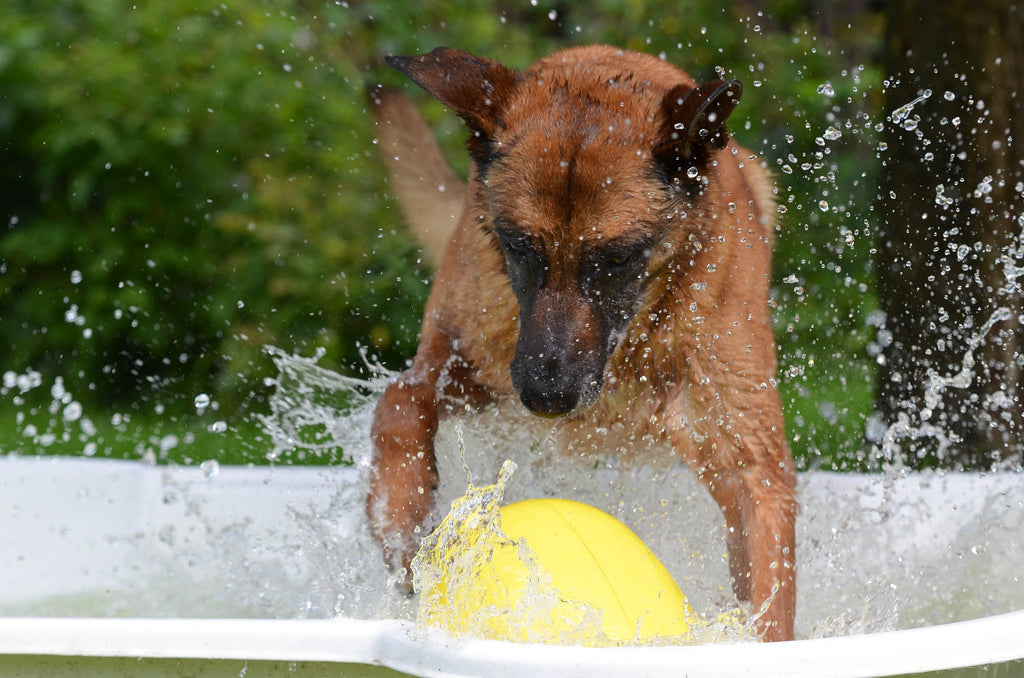 Barking Up the Right Tree: Unearthing Some Fascinating Dog Trivia! (Just a bit of fun!)
