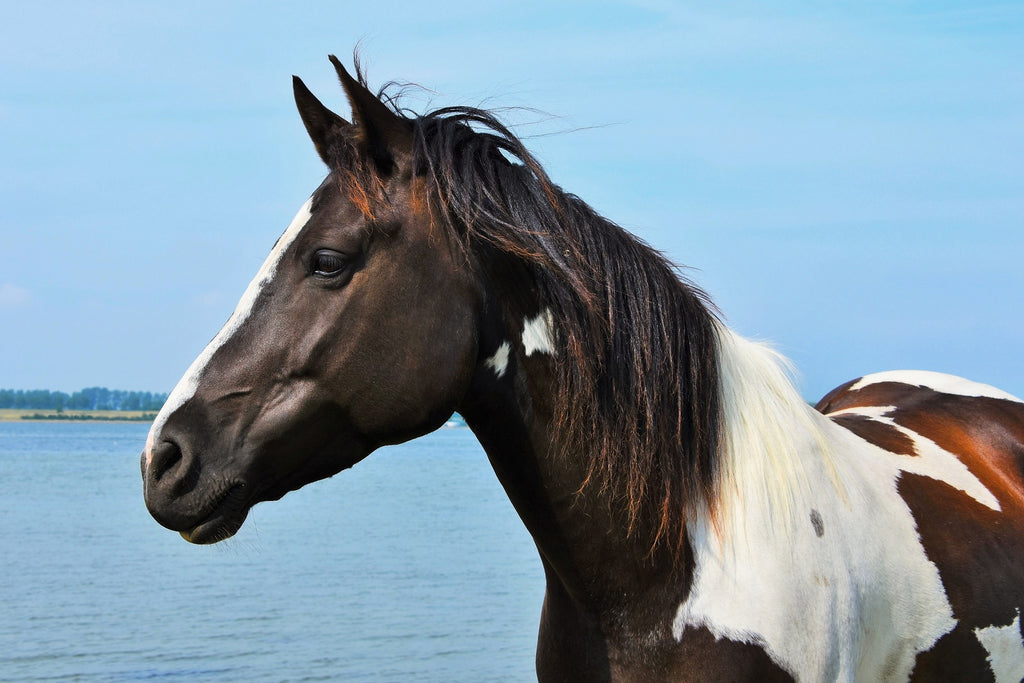 The Benefits of Feeding Chia Seeds to Horses - A Comprehensive Guide