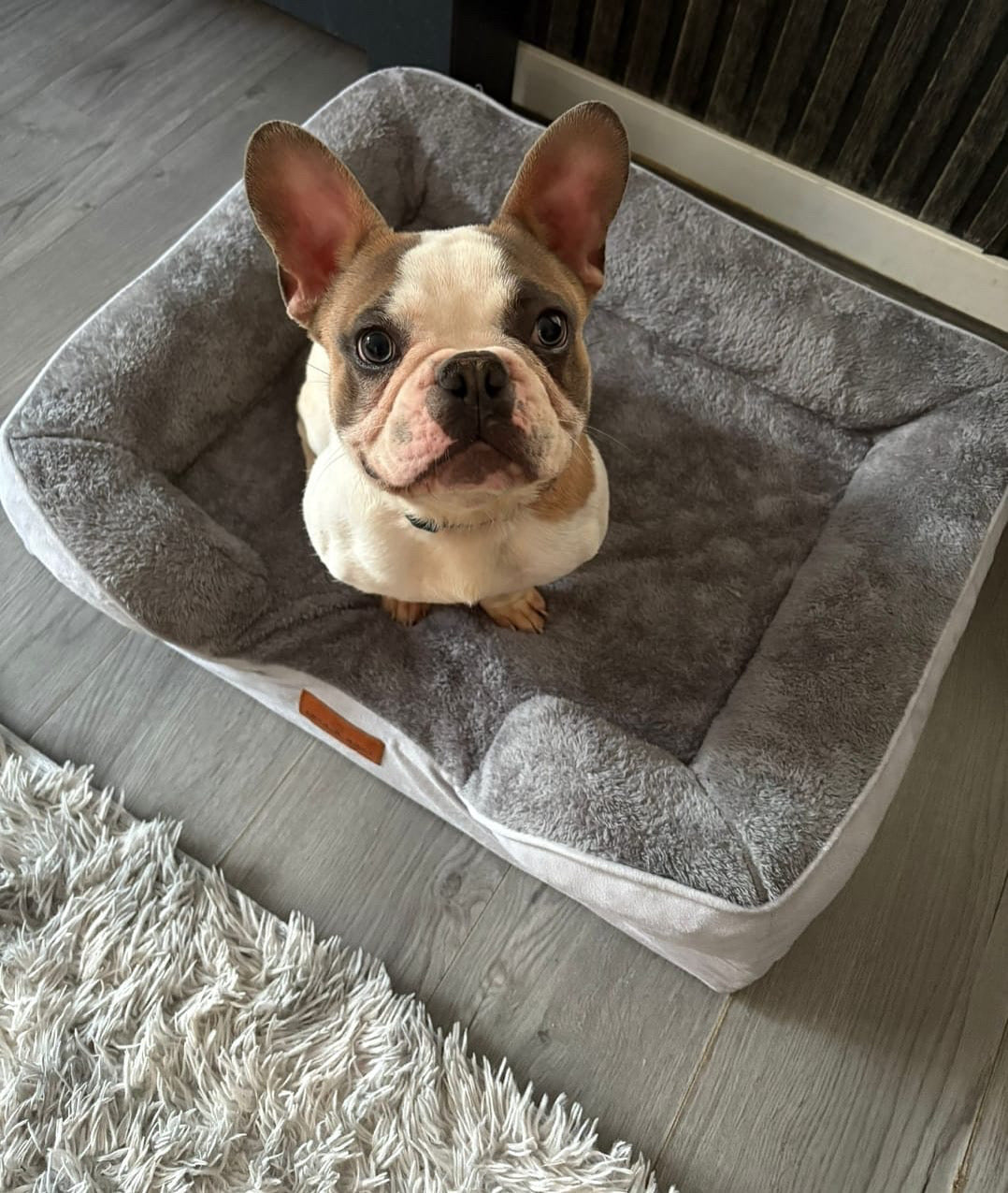 Washable Luxury Dog Sofa Bed - Medium