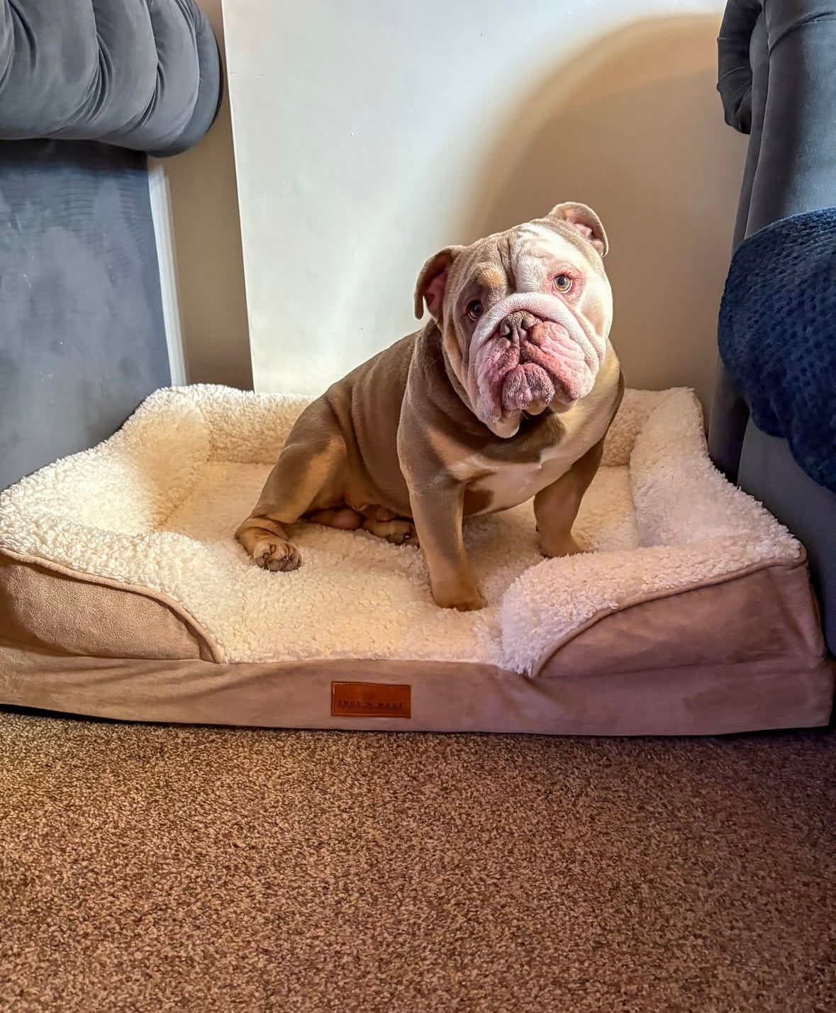 Washable Luxury Dog Sofa Bed - Large