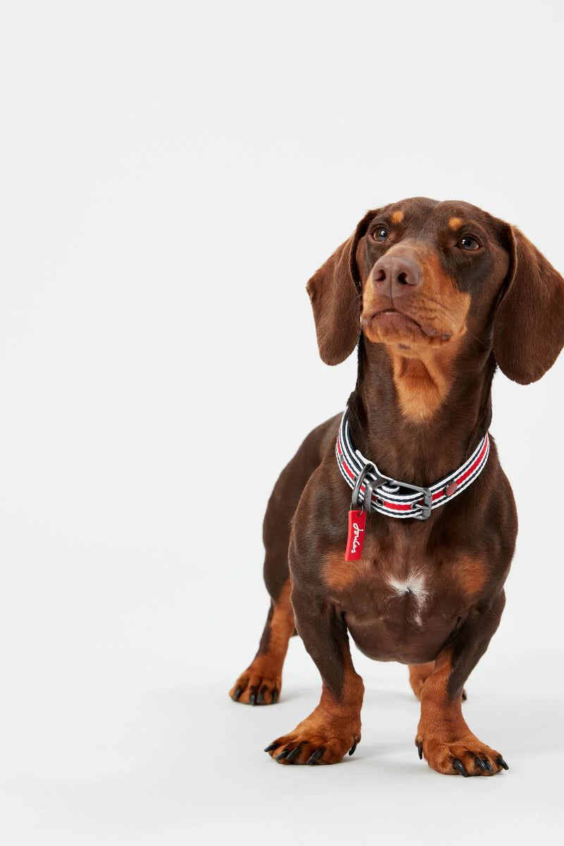 Joules 'Red, White & Blue' Striped Dog Collar