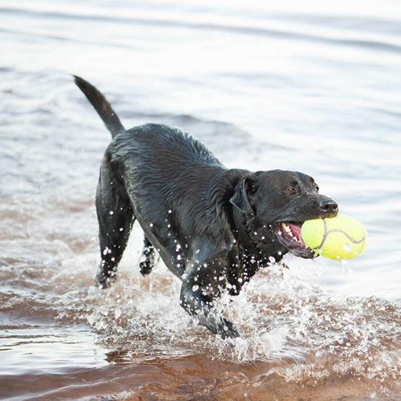 KONG Air Dog American Squeaker Football