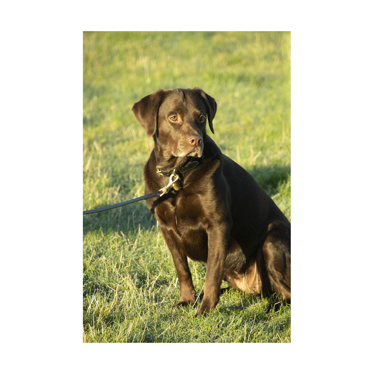 Benji & Flo Deluxe Padded Leather Dog Collar