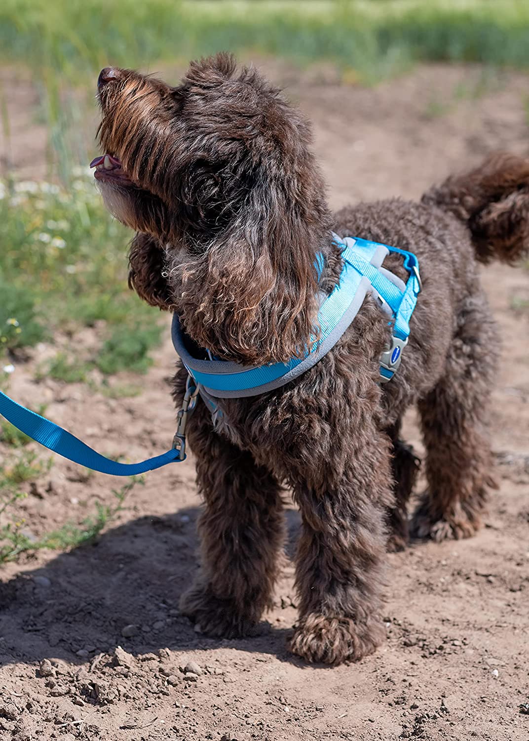 Ancol VIVA Luxury Padded Harness