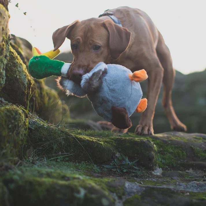 KONG SHAKERS HONKER DUCK
