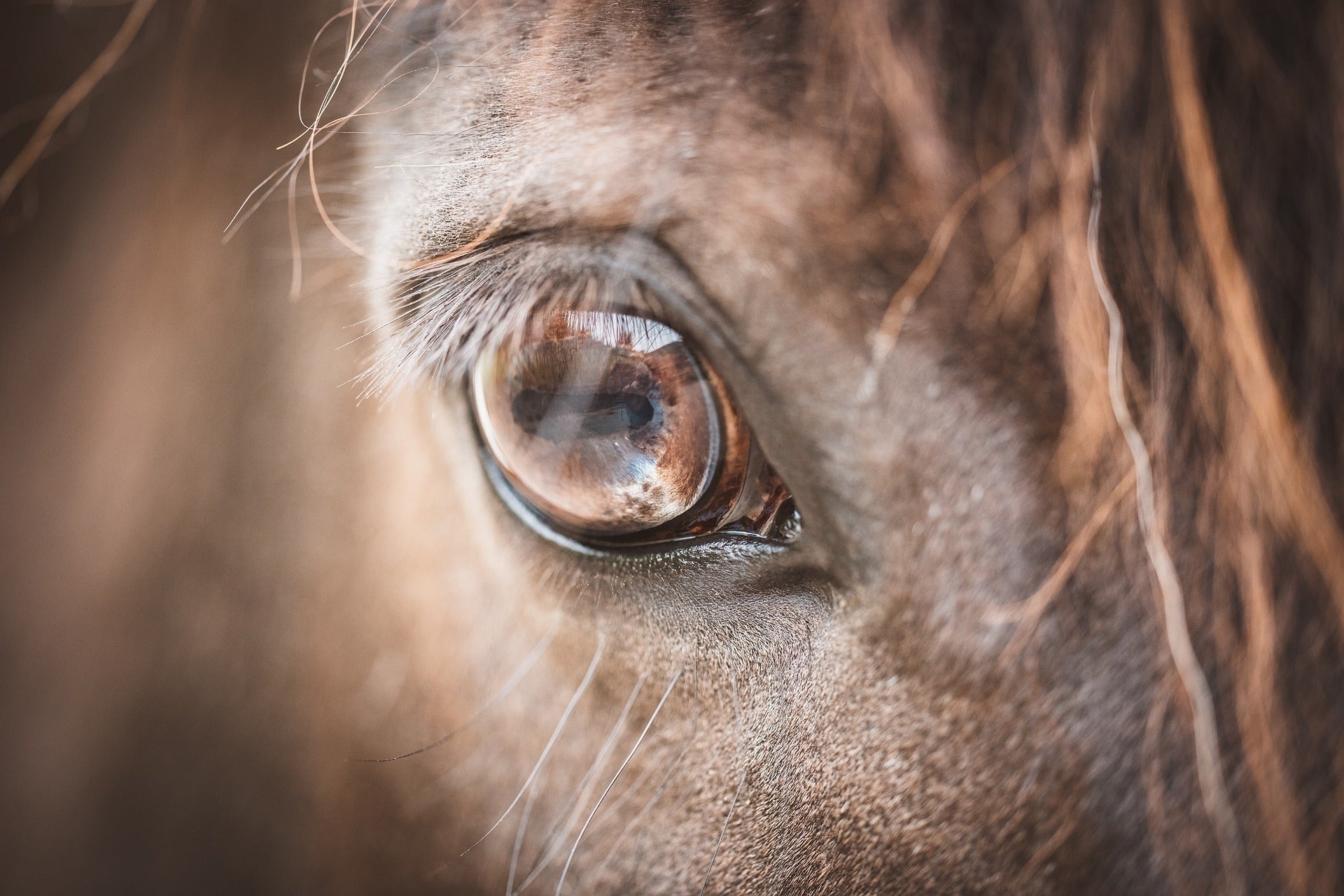 Leucillin Antiseptic Skin Care for Dogs, Horses & Pets