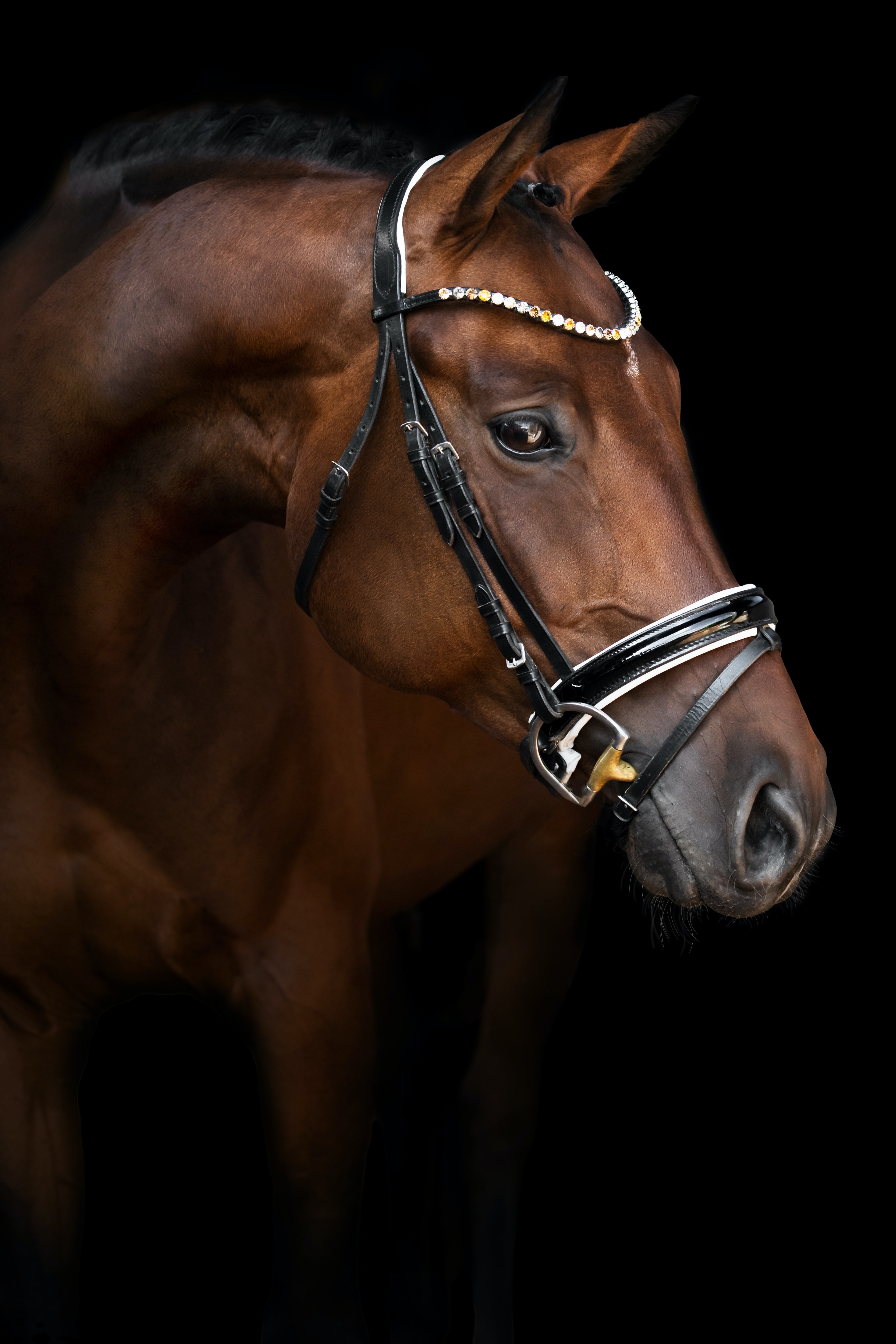 Day 2 Day Equine Conditioner
