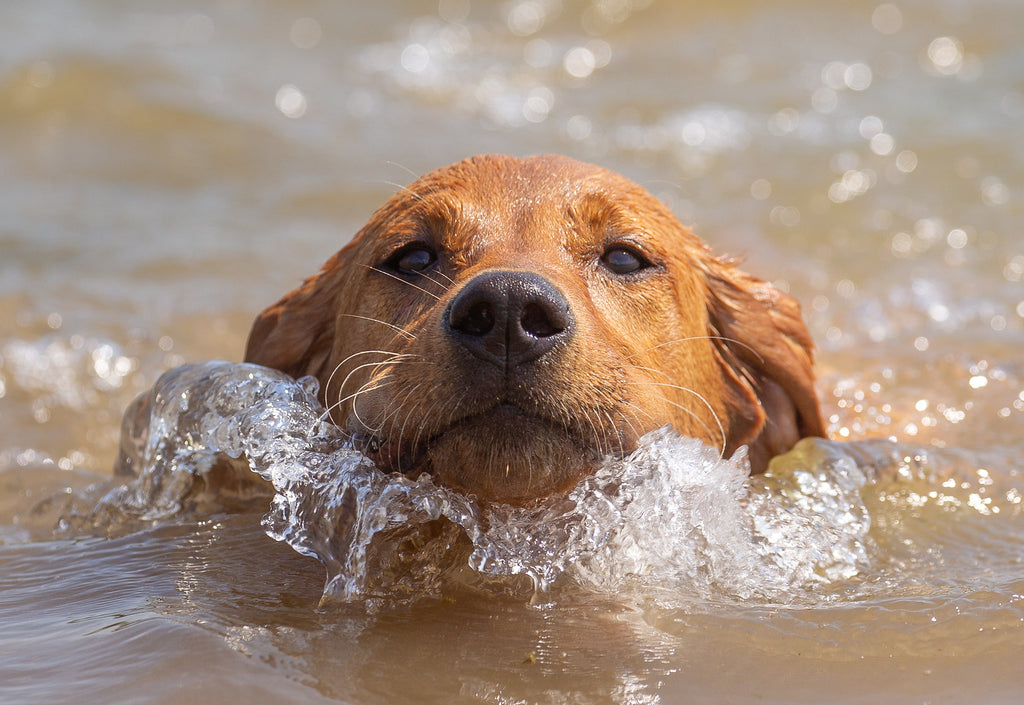 Hydrotherapie voor honden en hoe het de symptomen van artritis bij honden kan helpen