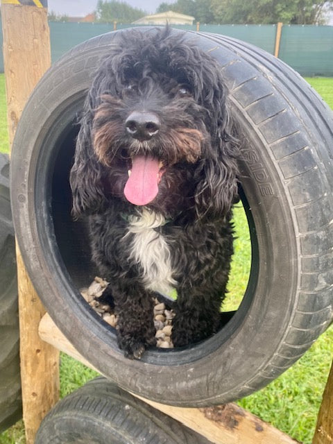 How to Protect Your Dog’s Joints in Flyball and Agility