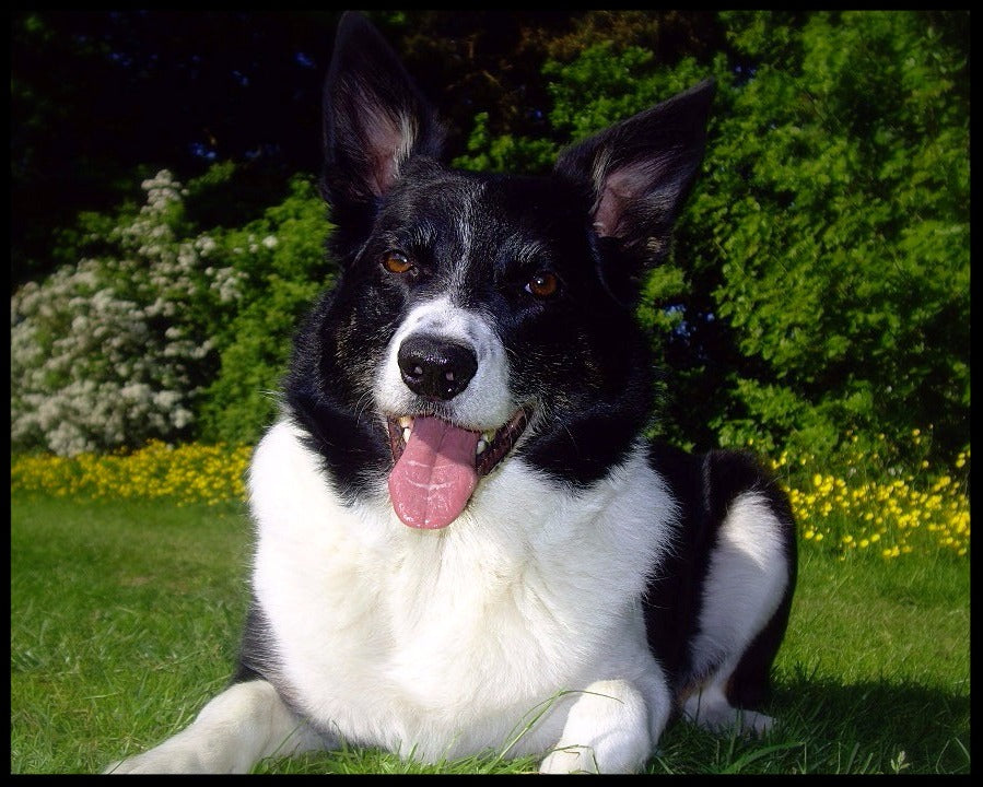 Charlie - Hoe de beste vriend van de mens de geboorte van Winston & Porter en de ongelooflijke gezondheid van honden inspireerde 