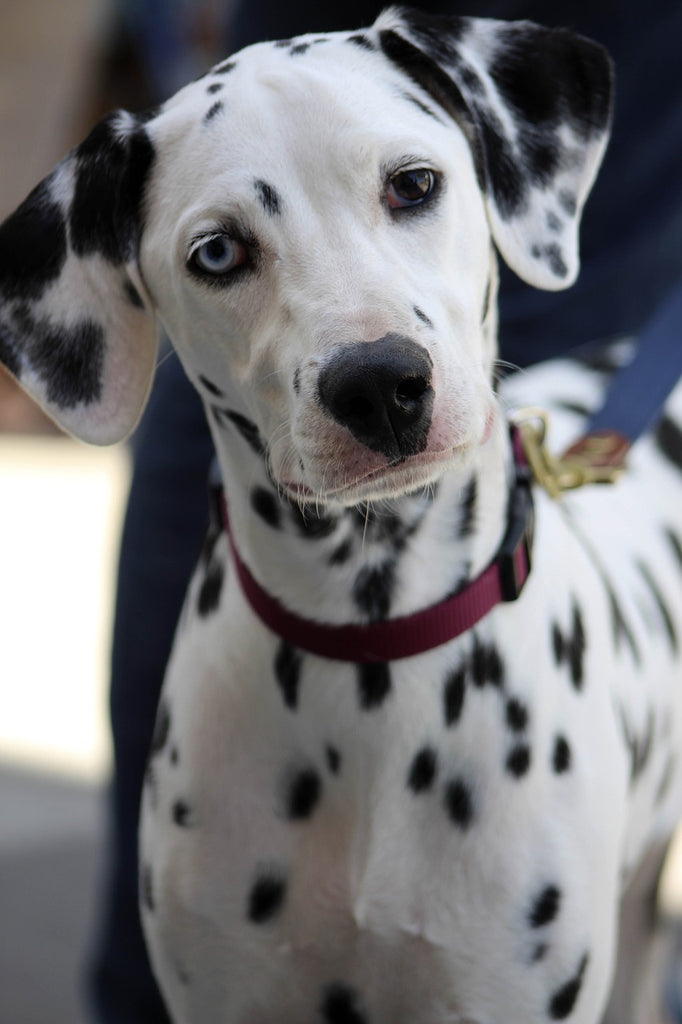 10 Top Dalmatian Facts: Uncover the Beauty and History of this Unique Breed