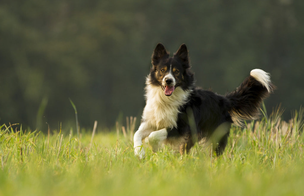 Warum es für Ihren Hund sinnvoll ist, ein Gelenkpräparat einzunehmen