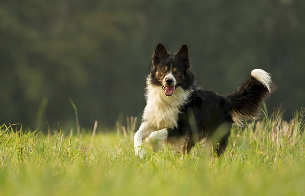 Why it's a good idea for your dog to take a joint supplement