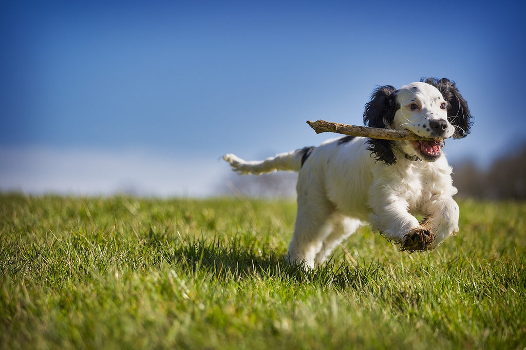 10 Interesting Facts about the adorable Cocker Spaniel pedigree breed