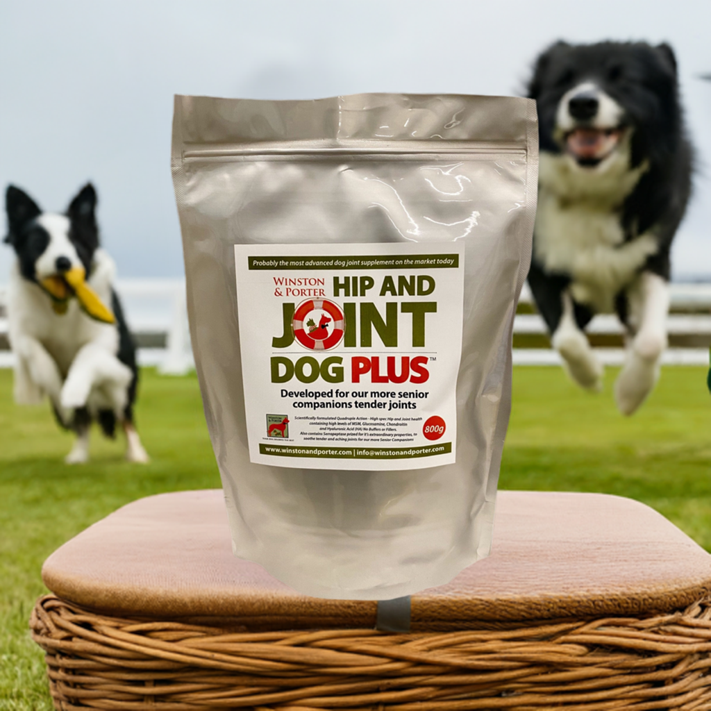 Senior Dog Health