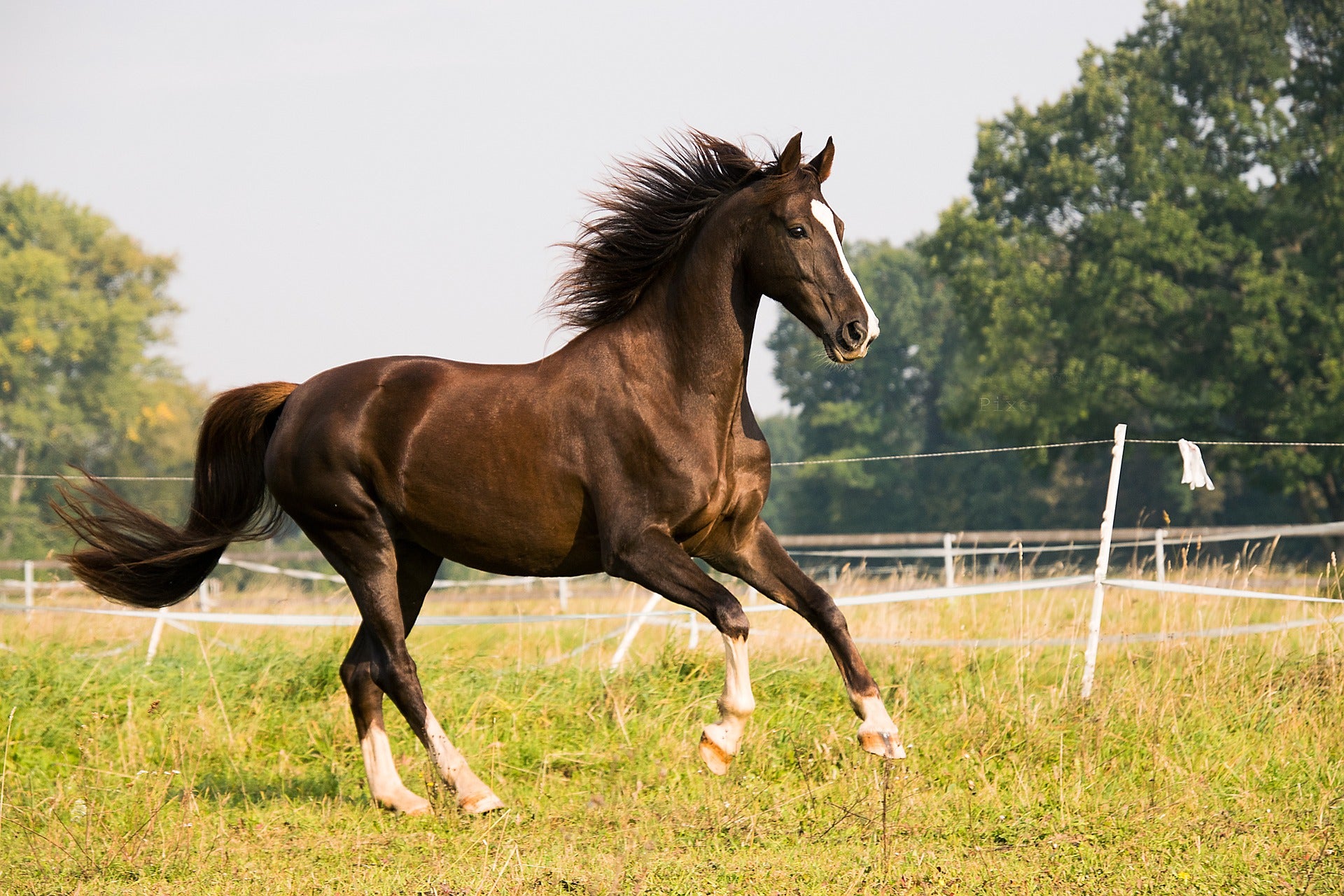 Equine & Horse Supplements