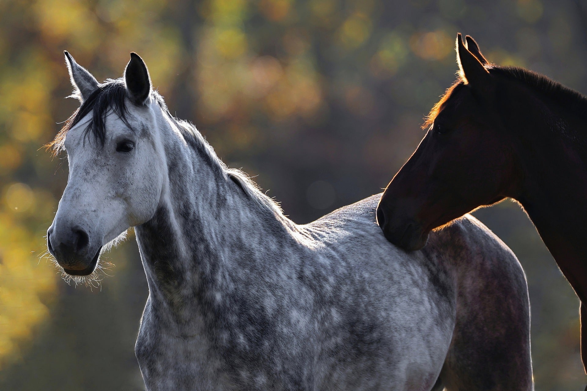 Equine & Horse Skin Care