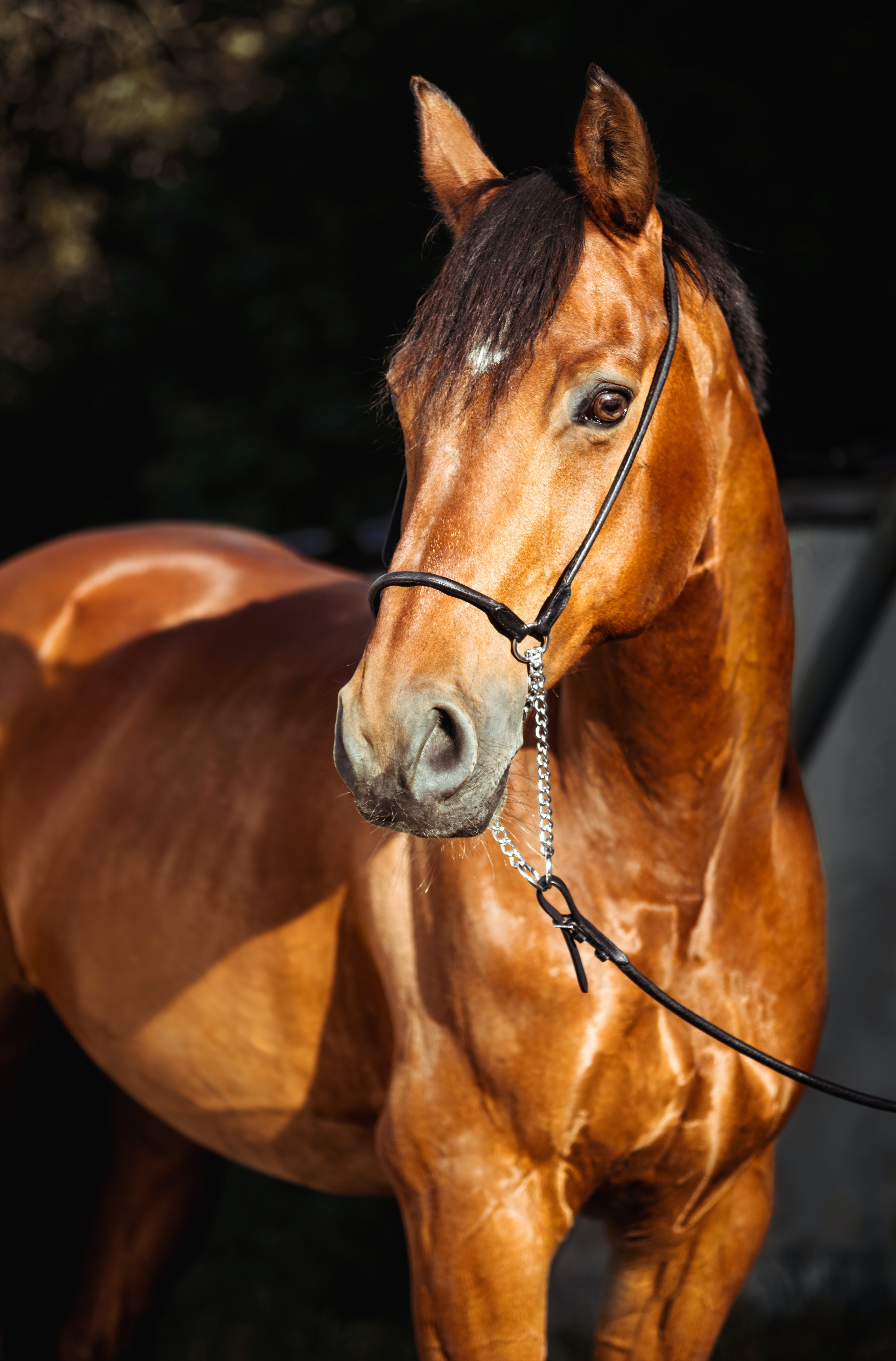 Joint Supplements for Horses