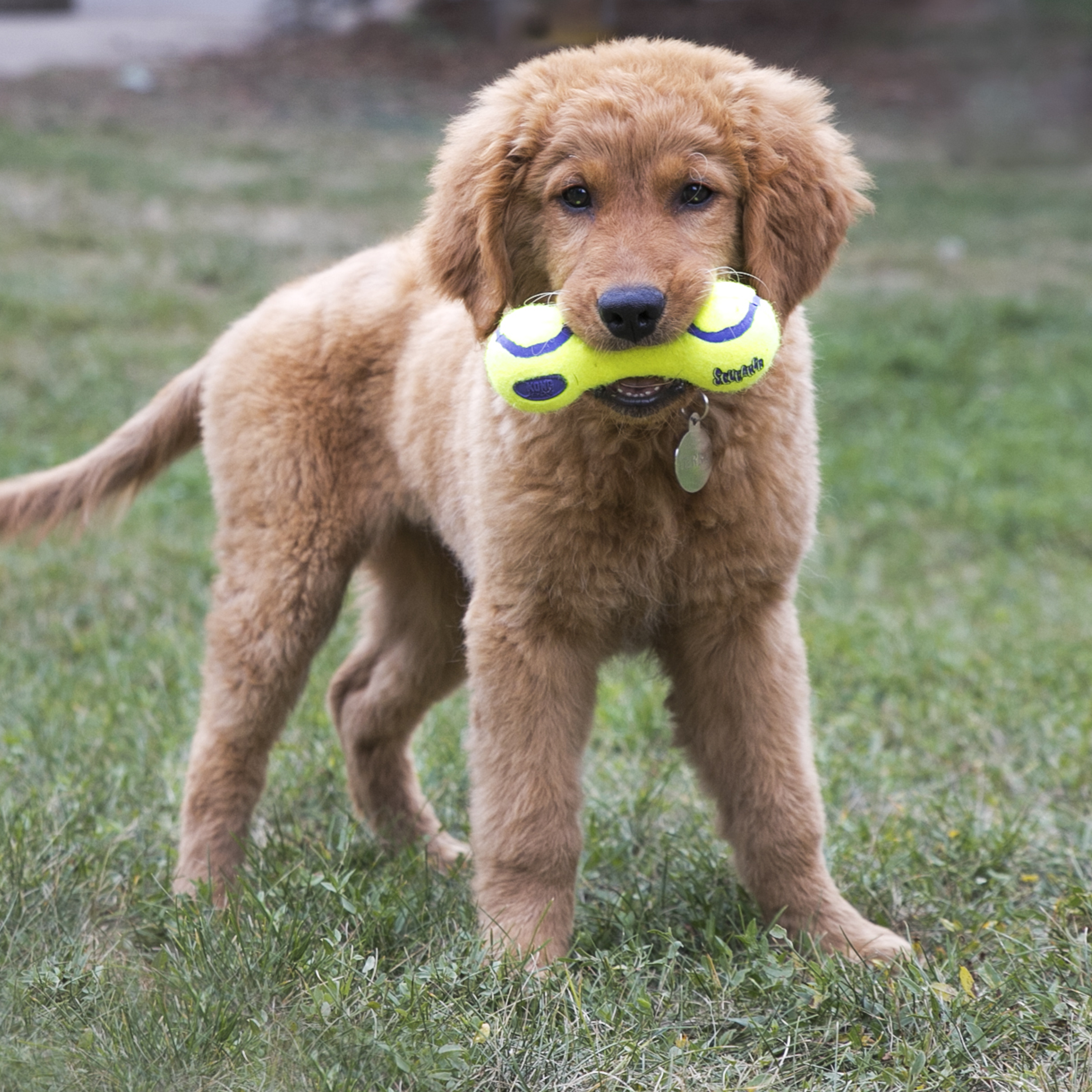 KONG AirDog® Squeaker Dumbbell