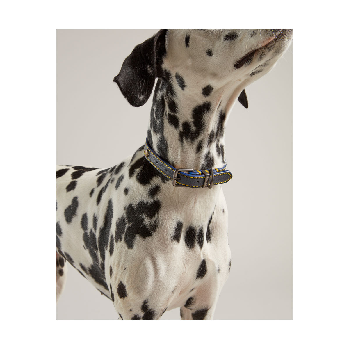 Joules Leren Hondenhalsband - Marineblauw