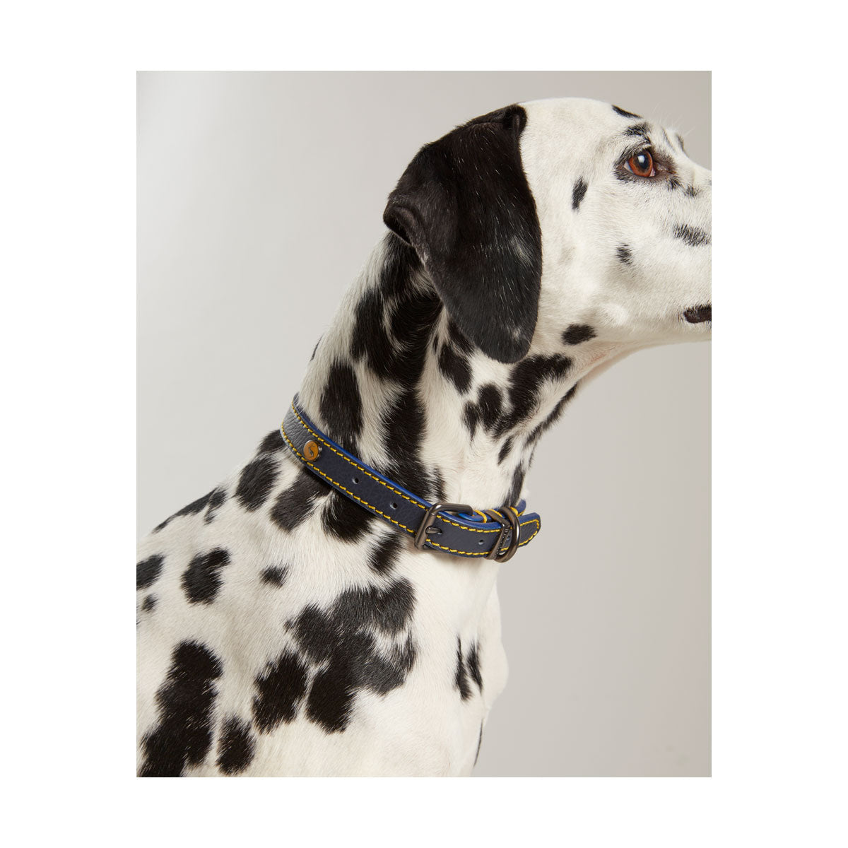 Joules Leather Dog Collar - Navy