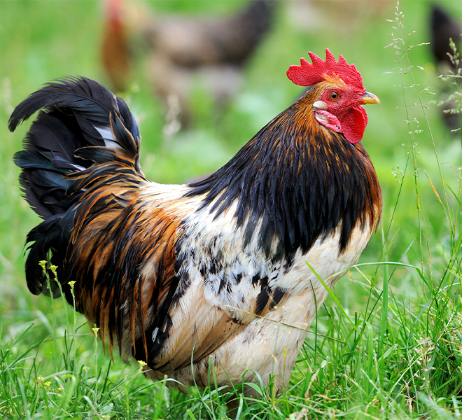 What Makes Your Products So Good?