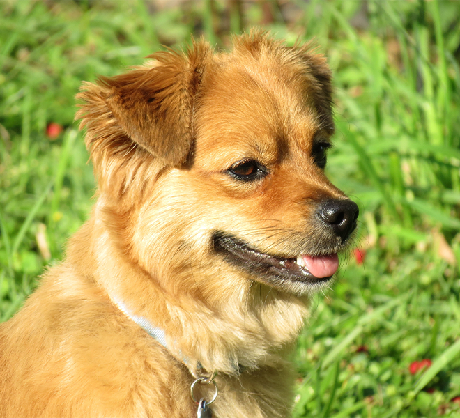 Your dog or horse deserves the best’ is the ethos of Winston & Porter, creators of scientifically-based nutritional products that boost animal health