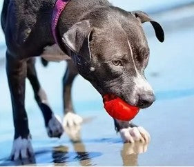 Indestructible Dog Ball